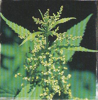 JT Kräuter Brennnessel.jpg